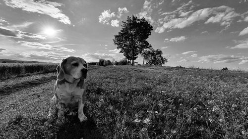 Dog standing on field against sky