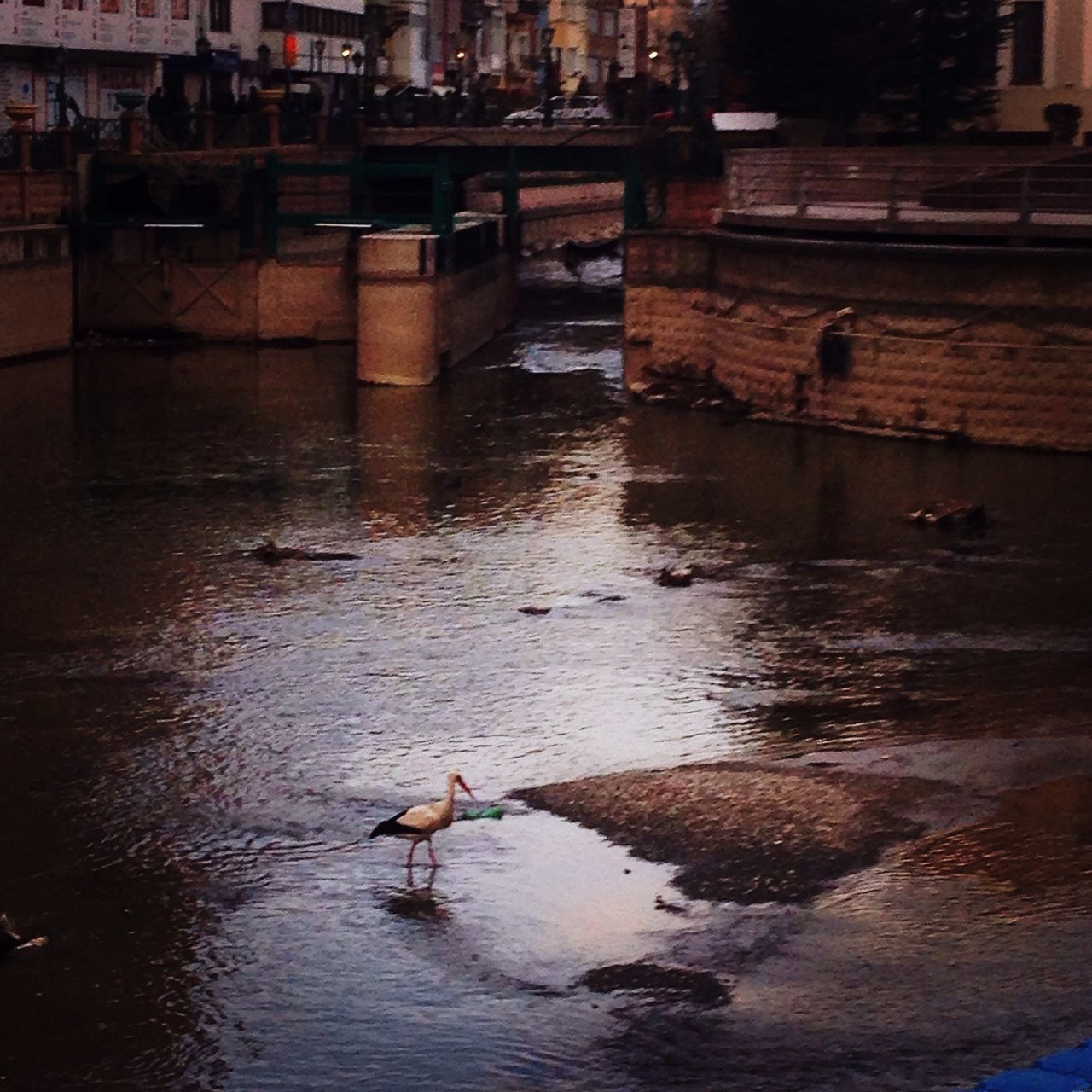 water, animal themes, bird, building exterior, built structure, animals in the wild, architecture, waterfront, wildlife, reflection, swimming, river, city, one animal, rippled, outdoors, lake, duck, high angle view, two animals