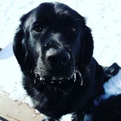 Close-up of a dog