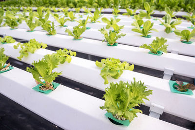 High angle view of potted plants