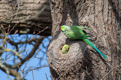 View of parrot perching on tree