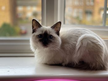 Portrait of white cat at home