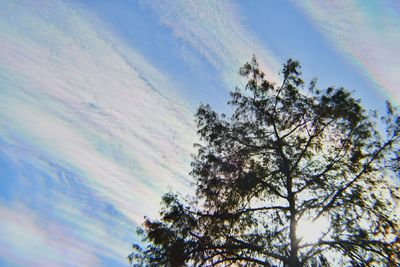 Low angle view of trees against sky