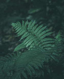 Close-up of fern leaves