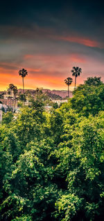 Plants and trees against sky during sunset