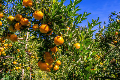 Low angle view of fruits on tree