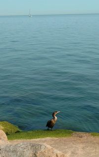 Seagull on sea shore against sky