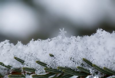 Close-up of frozen coniferous tree