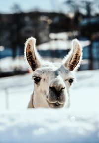 Portrait of an animal