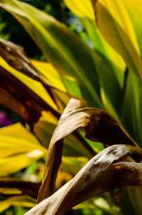 Close-up of yellow flowering plant leaves