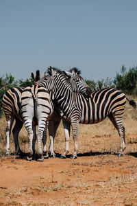 View of zebra standing on field against sky