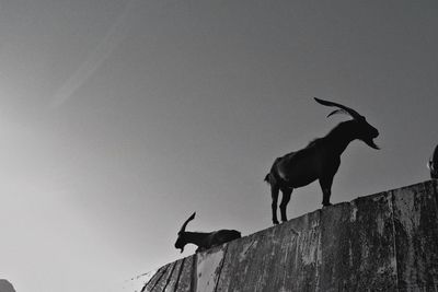 Low angle view of silhouette birds against sky