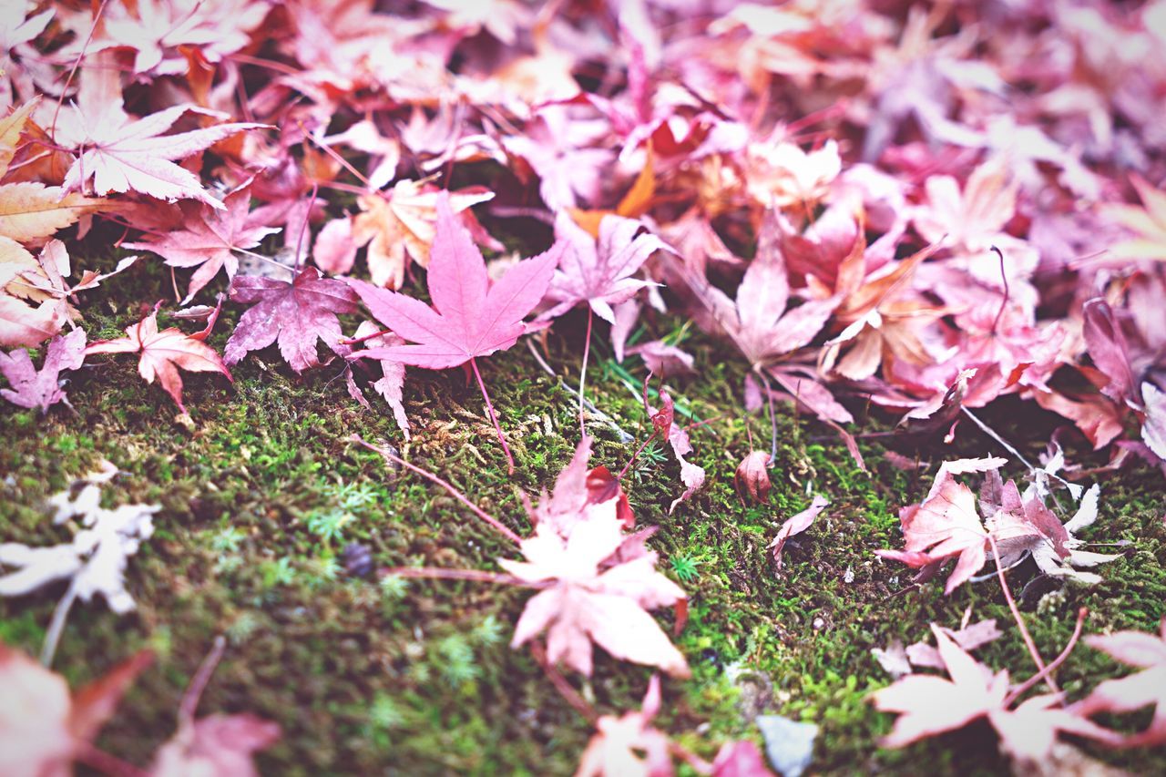 flower, fragility, growth, beauty in nature, freshness, nature, petal, field, season, leaf, pink color, high angle view, autumn, plant, blooming, day, close-up, outdoors, abundance, grass