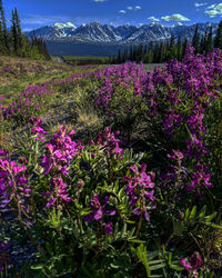 Purple flowering plants on field