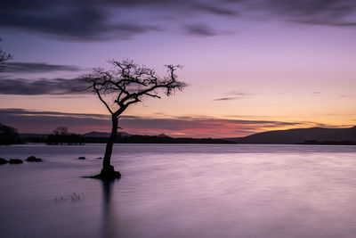 A sunset at the picturesque lone tree at milarrochy bay on loch lomond, scotland.