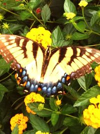 Close-up of butterfly on yellow flower