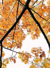 Low angle view of trees against sky during autumn