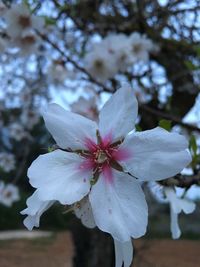 Close-up of white flowers