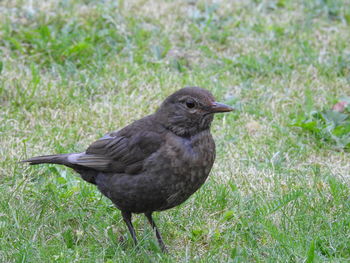 Close-up of bird on field