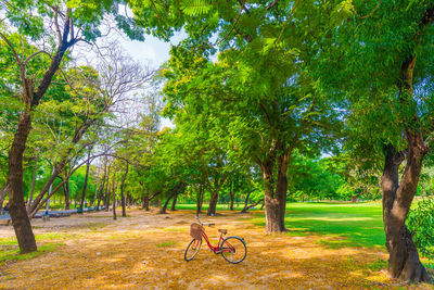 Trees in park