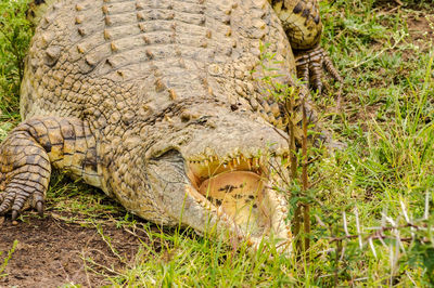 Close-up of animal on field