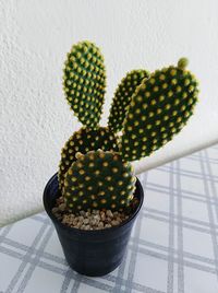 Close-up of succulent plant on table at home