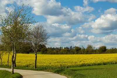 Scenic view of field against sky