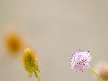 Close-up of flower against blurred background