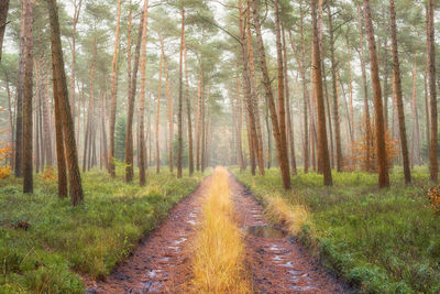 Footpath amidst trees in forest