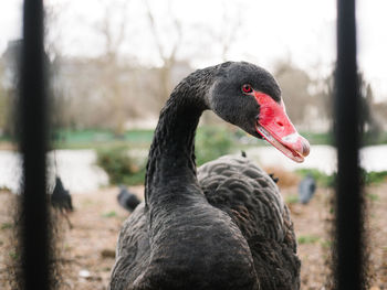 Close-up of swan in lake