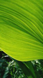 Close-up of green leaves