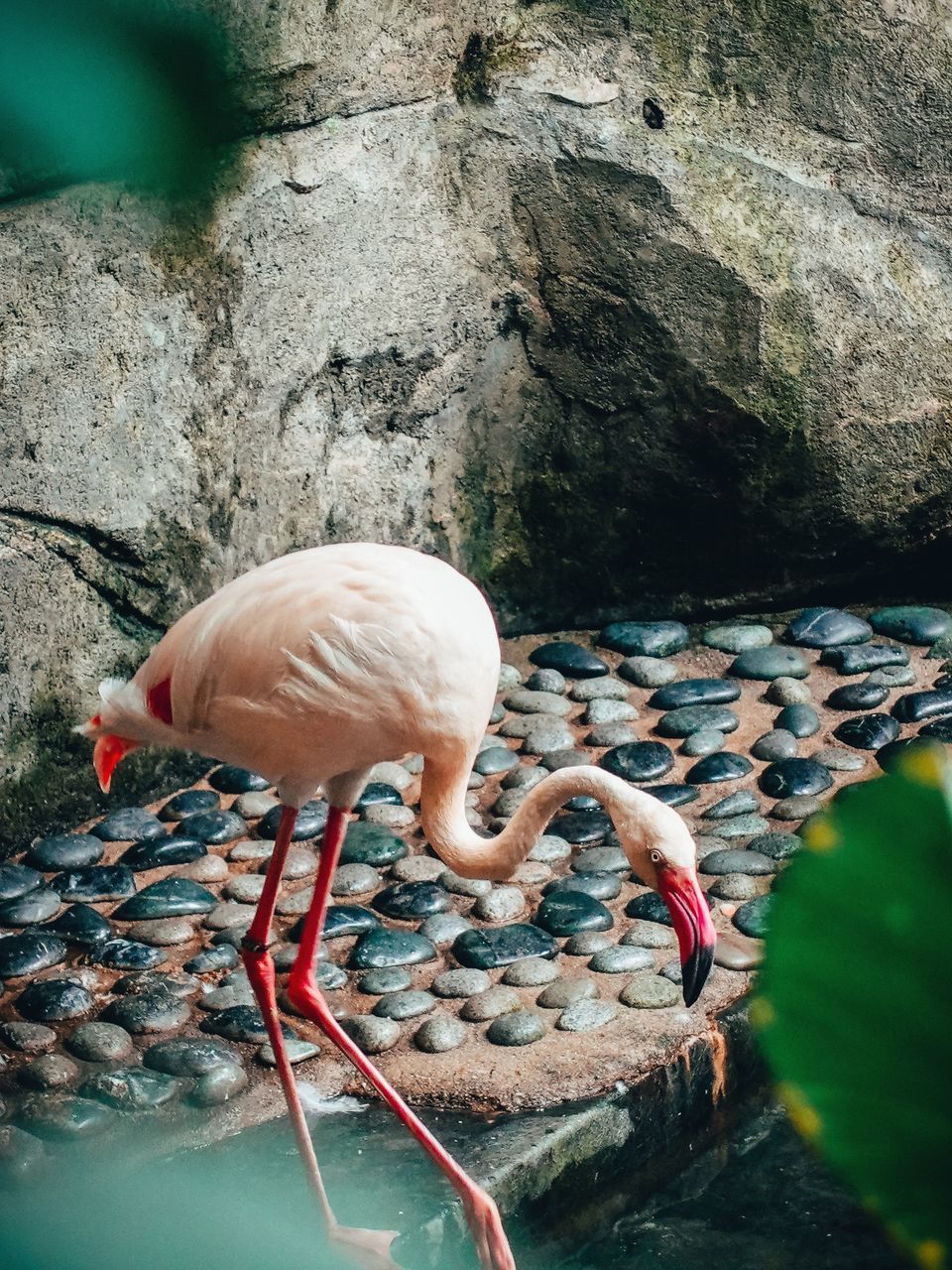 DUCK DRINKING WATER FROM ROCK