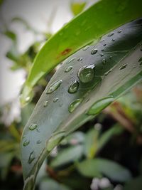 Close-up of raindrops on leaves