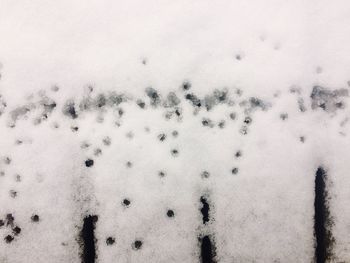 Close-up of birds on snow