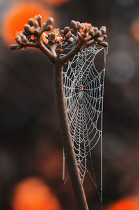 Close-up of spider web on plant