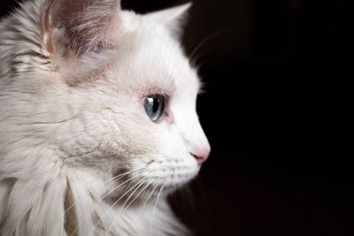 Close-up of cat looking away