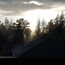 Trees against cloudy sky