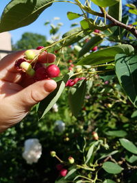 Midsection of person holding fruits