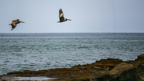 Bird flying over sea against clear sky