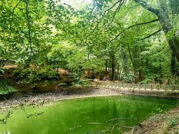 Scenic view of lake in forest