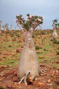 Close-up of a tree