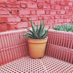 Close-up of plants