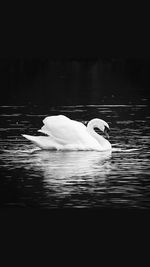 Side view of swan in lake