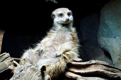 Close-up of an animal sitting on wood at zoo