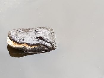 Close-up of turtle against water