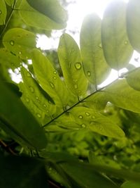 Close-up of raindrops on leaves