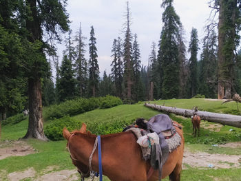 View of horse cart on field