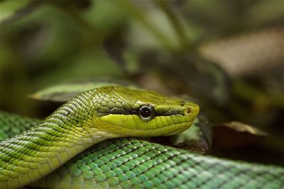 Close-up of green snake