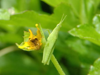 Close-up of insect on plant