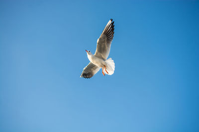 Low angle view of seagull flying in sky